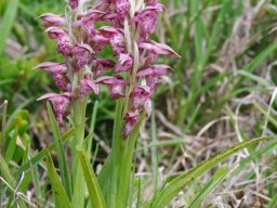 Anacamptis_coriophora_sp_fragrans_A-dos-Eiros